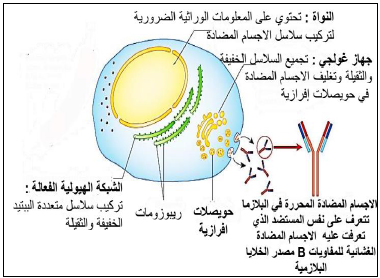 الملخص مصدر الاجسام المضادة